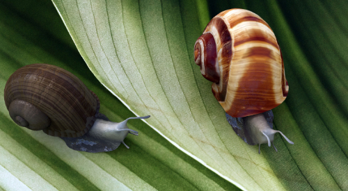 Hearing Aid Redistribution - snails